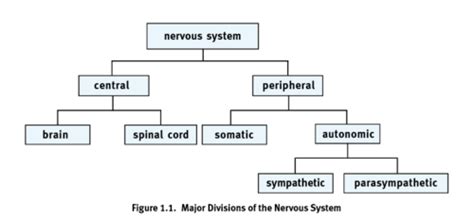 Kaplan Mcat Biology Chapter The Nervous System Flashcards Quizlet