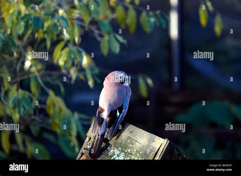 Common Jay Scientific Name Garrulus Glandarius Resting On A Bird