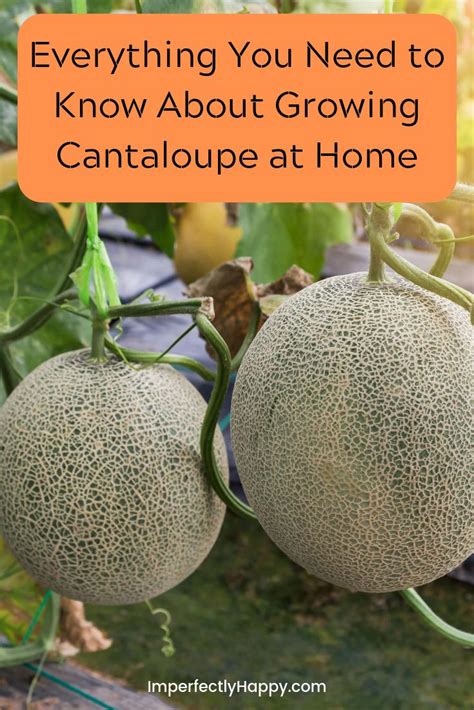 Growing Cantaloupe Everything You Need to Know | Growing cantaloupe, Planting cantaloupe ...