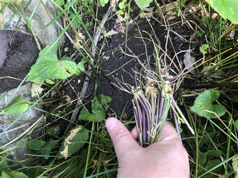 Plant ID help: viola and a sedge : r/NativePlantGardening