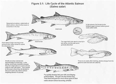 Salmon Life Cycle Spawner