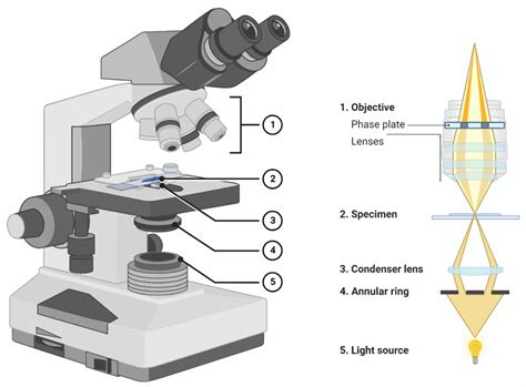 Education Sciences Free Full Text Foldscope As An Innovative