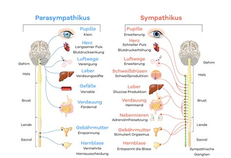 Vegetatives Nervensystem Sympathikus Und Blutdruck