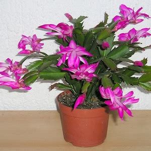 2 Purple Christmas Cactus Live Plant-zygo Cactus Schlumbergera, Easy to Grow, Indoor/outdoor ...