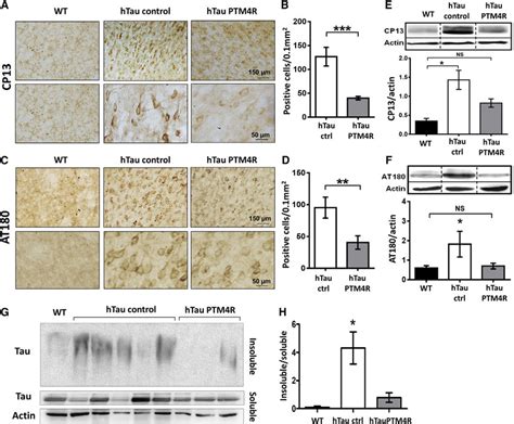 Hyperphosphorylated And Insoluble Tau Contents In The Pfc A D