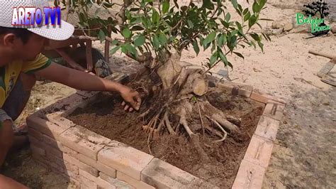 Proses Ground Bahan Bonsai Beringin Dan Serut YouTube