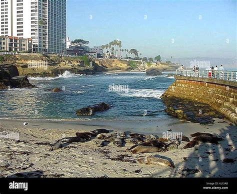 Seals on sand in la jolla cove Stock Photo - Alamy