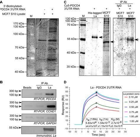 Rna Binding Proteins La And Hur Cooperatively Modulate Translation