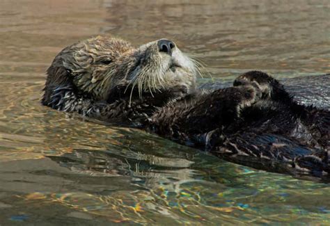 Baby Sea Otter Holding Hands