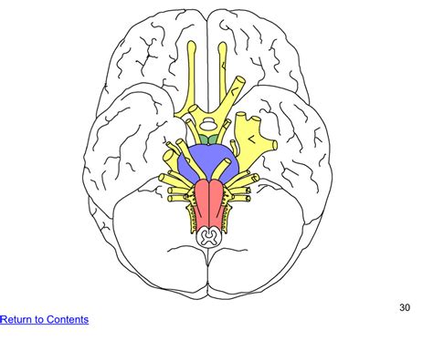 Cranial Nerves Brain Stem Diagram Quizlet