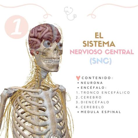 Sistemas Nerviosos Udocz