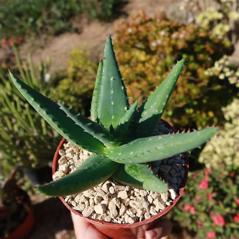 Shop For Aloe Marlothii Sinkatana Succulent Online Planet Desert