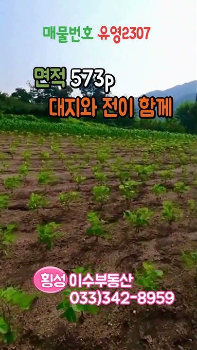 강원도 횡성부동산 대지전573p 횡성토지매매 강원도 횡성군 청일부동산 횡성군전원주택지 Shorts Youtube