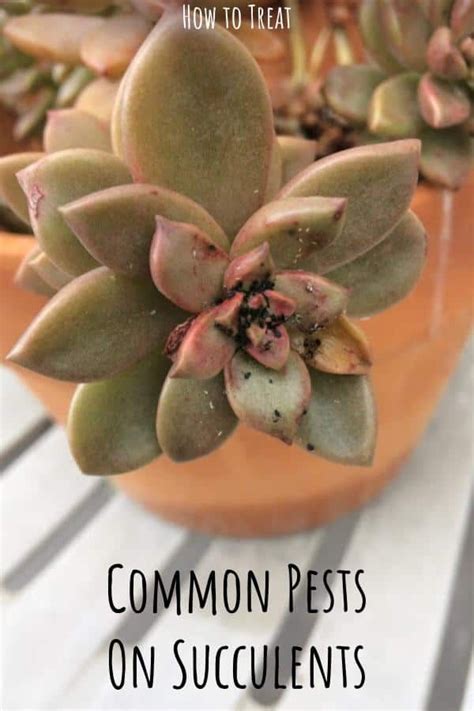 Common Pests On Succulents And Easy Treatments For Them Succulent Plant Care Plant Pests