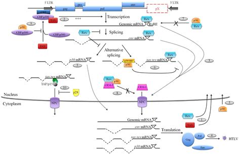 Viral Regulatory Proteins