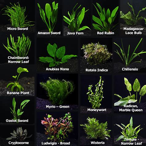 Aquarium Plant Pack Ultimate