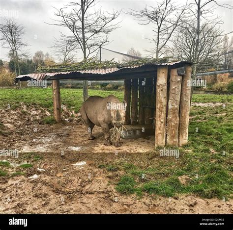 Black Rhino Eating Grass Stock Photo - Alamy