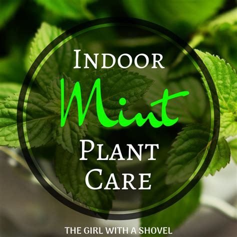 Indoor Mint Plant Care for Year-round Mint! - The Girl with a Shovel