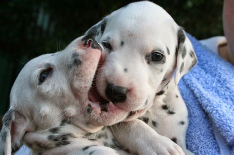 Rules of the Jungle: The Dalmatian puppies