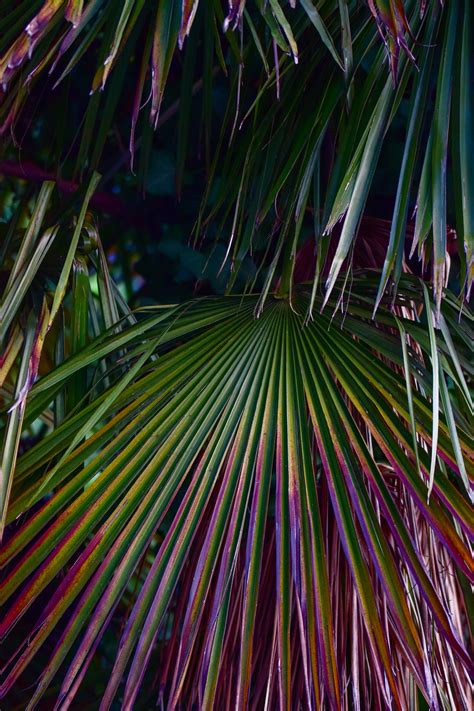 Palm Fronds Photos, Download The BEST Free Palm Fronds Stock Photos ...