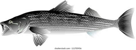 1,126 Striped Bass Silhouette Images, Stock Photos & Vectors | Shutterstock