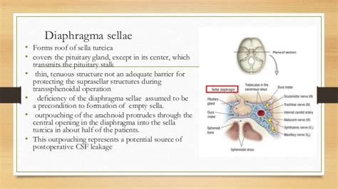 Anatomy Of Sellar Suprasellar Region