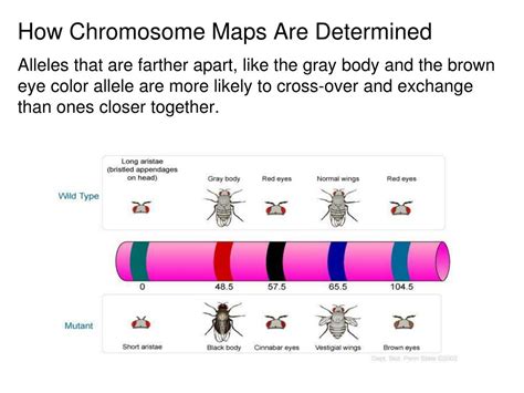 Ppt Linkage Groups And Chromosome Maps Powerpoint Presentation Id1930821