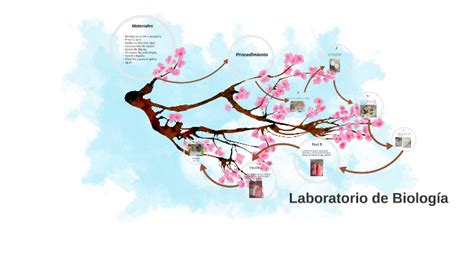 Laboratorio De Biologia By Mariana Rincon Pe Aloza On Prezi