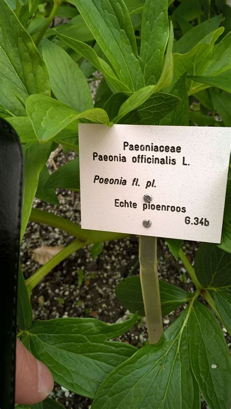 Paeonia Officinalis Rubra Plena Echte Pioenroos Pioen Pioenroos