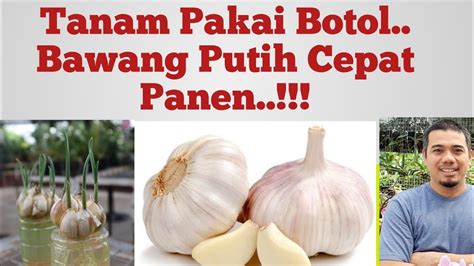 Cara Mudah Menanam Bawang Putih Di Polybag Menanam Bawang Putih Di