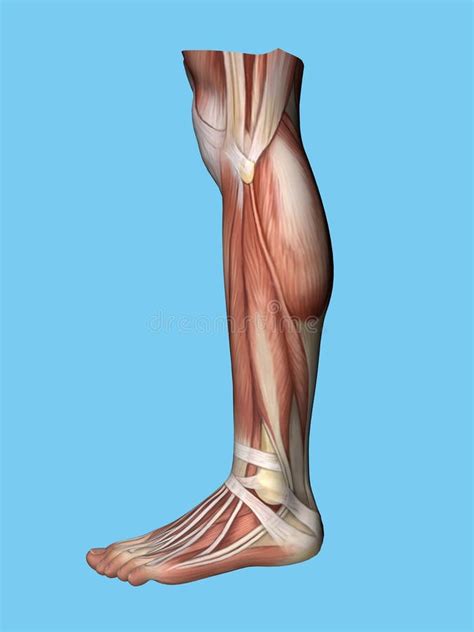 Anatomy Leg Stock Illustration Illustration Of Health 2065212