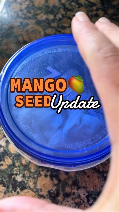 Mango Seed Update: we have roots!! Mango seed germination 🥭 | Mango ...