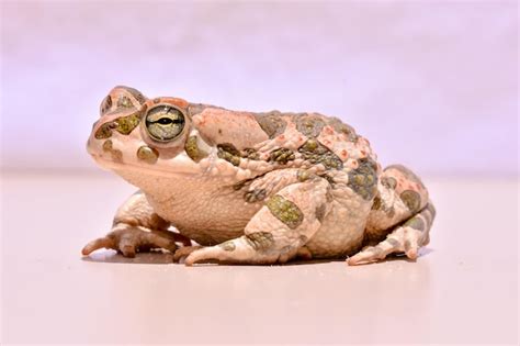 Foto imagen de un sapo común europeo bufo Foto Premium