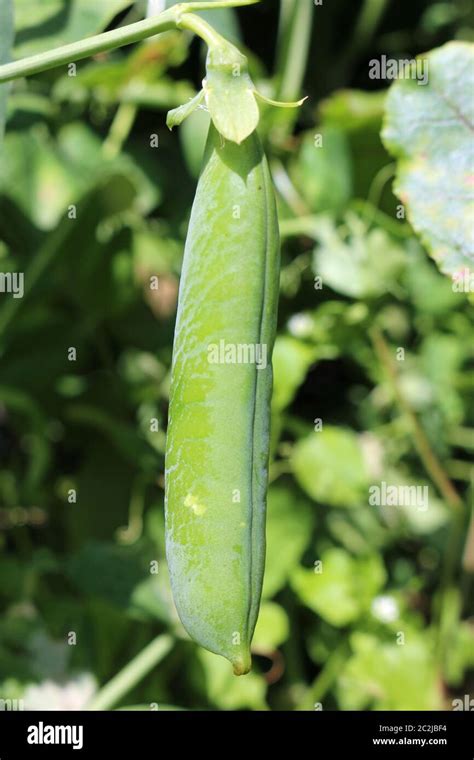 Ripe Garden Pea Pisum Sativum Pod Hanging Down From A Vine With A