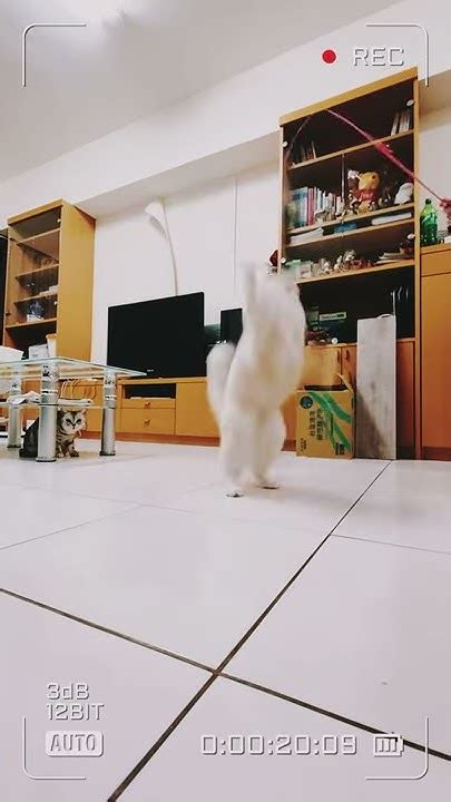 我家貓真的會後空翻part2 My Cat Can Really Backflip Youtube