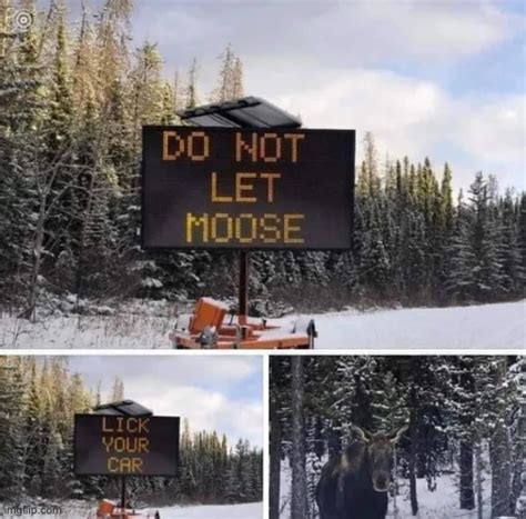 Image Tagged In Funny Signs Moose Car Imgflip