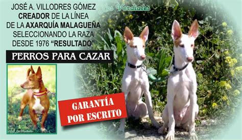 Podenco Andaluz Maneto Los Verdiales Venta Talla Chica Mediana Grande