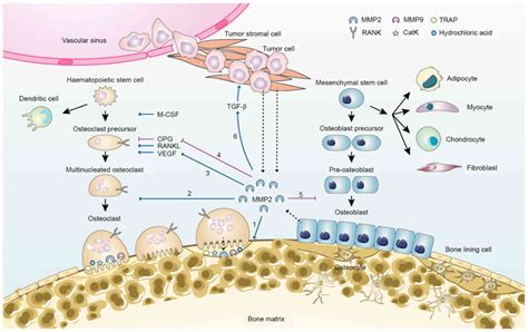 Different Roles Of Matrix Metalloproteinase 2 In Osteolysis Of Skeletal