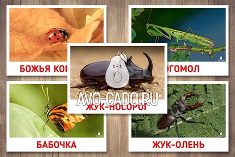 Развивающие Карточки Домана насекомые