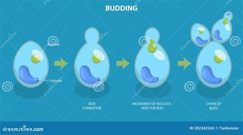 3d Isometric Flat Vector Conceptual Illustration Of Budding Process Stock Vector Illustration