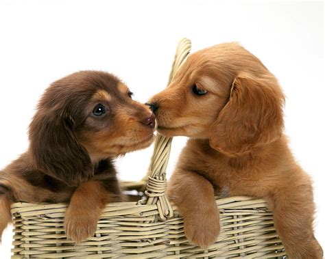 Cachorros De Perro Salchicha Miniatura Canasta Perro Salchicha