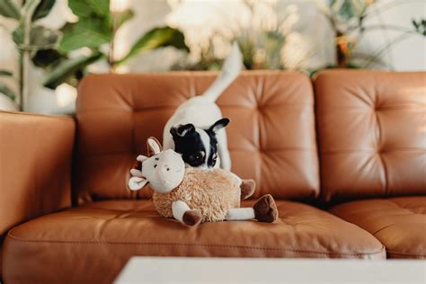 Dog Toys Photos, Download The BEST Free Dog Toys Stock Photos & HD Images