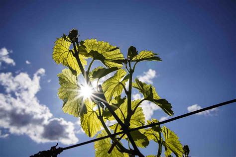 Vinitaly 2022 Il Consorzio Vini Del Trentino Investe Sulla