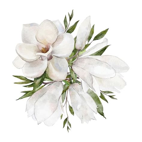 Premium Vector Watercolor White Magnolia Flowers Bouquet Vector