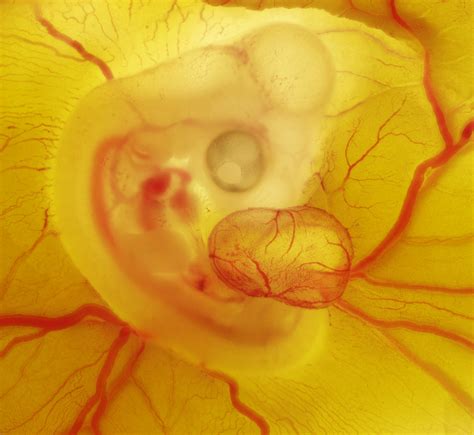 Chicken Embryo Cropped