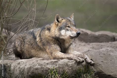 Loup gris Stock Photo | Adobe Stock