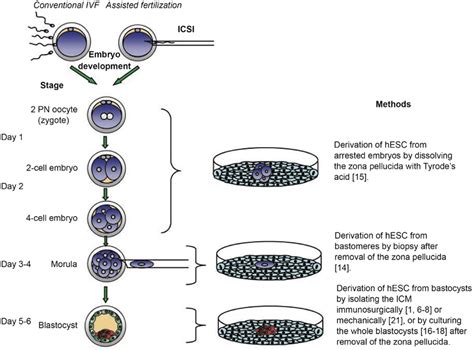 Derivation And Culture Methods For Human Embryonic Stem Cells Here It