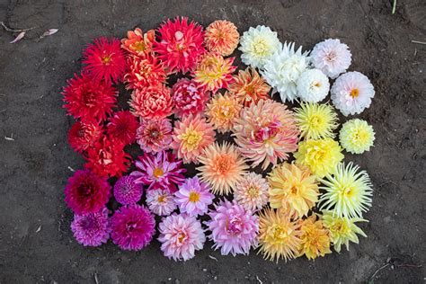 How To Grow Dahlias From Seed Florists Review