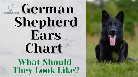 German Shepherd Ears Chart What Should They Look Like Youtube