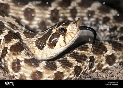 Extremely venomous snake hi-res stock photography and images - Alamy